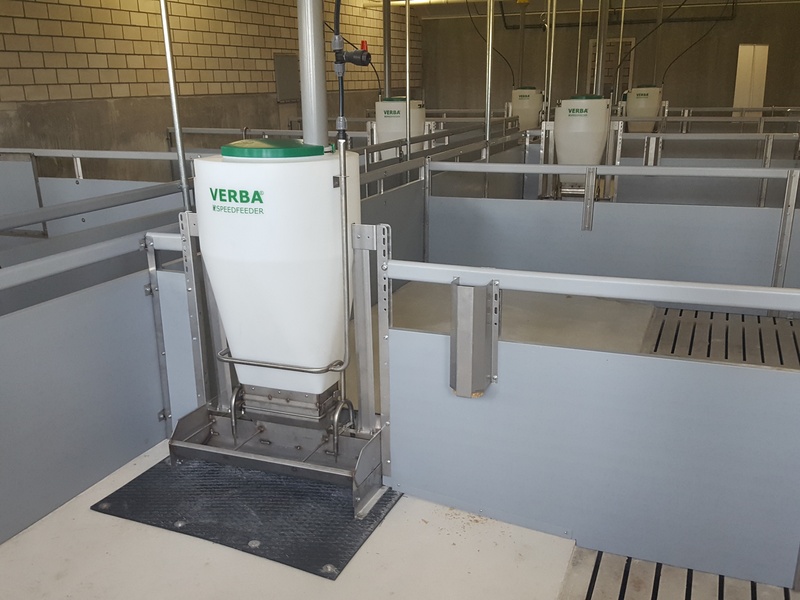 Speedfeeder 80 Futtertrog für Mastschweine Eingebauter Futterautomat „Speedfeeder 80“ für Schweine